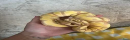 Python Snake reptiles for sale: Male Banana Python  - Advert 4