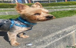 Yorkshire Terrier dogs for stud: Billy Boy  - Image 3