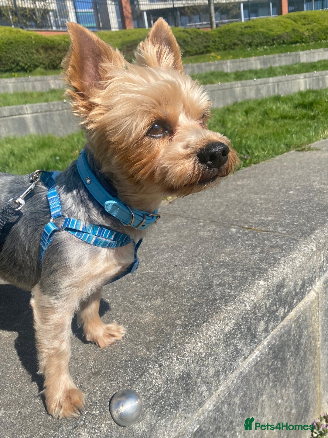 Yorkshire Terrier dogs for stud: Billy Boy  - Image 3