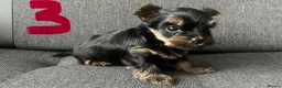 Yorkshire Terrier dogs for sale: Toy size pedigree Yorkie pups.  in Birmingham - Advert 8