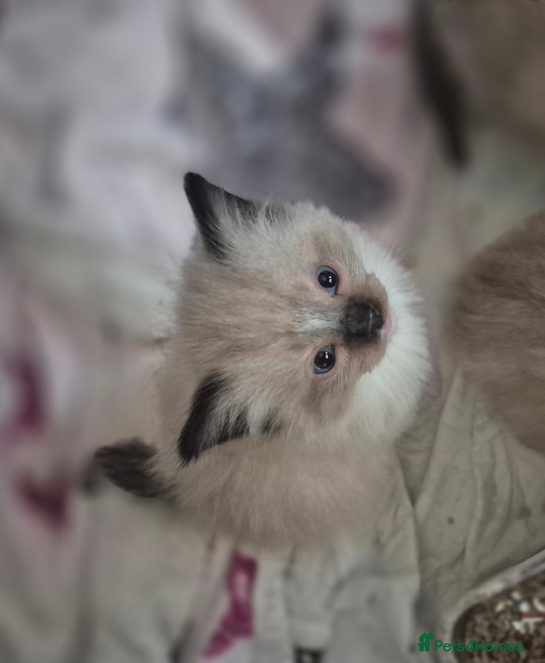 Ragdoll cats for sale: Ragdoll kittens in Sunderland - Image 8