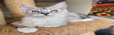 Maine Coon 2 Winnie