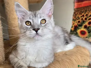 Maine Coon cats for sale: Ready now Silver with white Maine Coon kittens - Advert 2