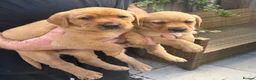 Labrador Retriever dogs for sale: Beautiful healthy Labrador puppies  in Leicester - Advert 9
