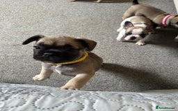 French Bulldog dogs for sale: Amazing french bulldog  - Image 18
