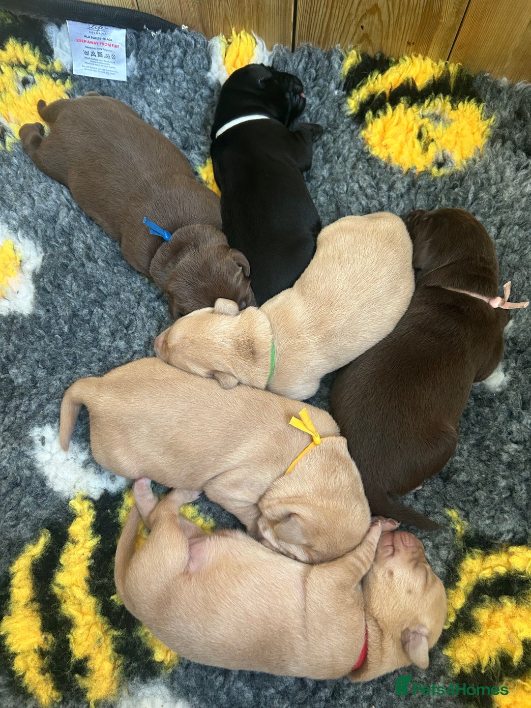 Labrador Retriever dogs for sale: Labrador puppies  - Image 19