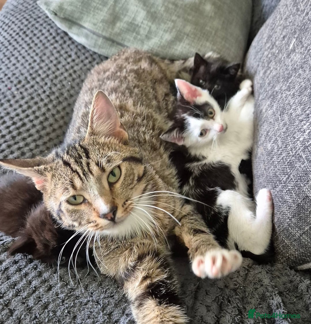 Mixed Breed cats for sale: 2 male kittens for sale  - Image 1