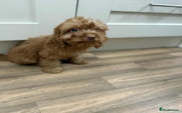 Cockapoo dogs for sale: Rehomed biscuits looking for 5*home - Image 3