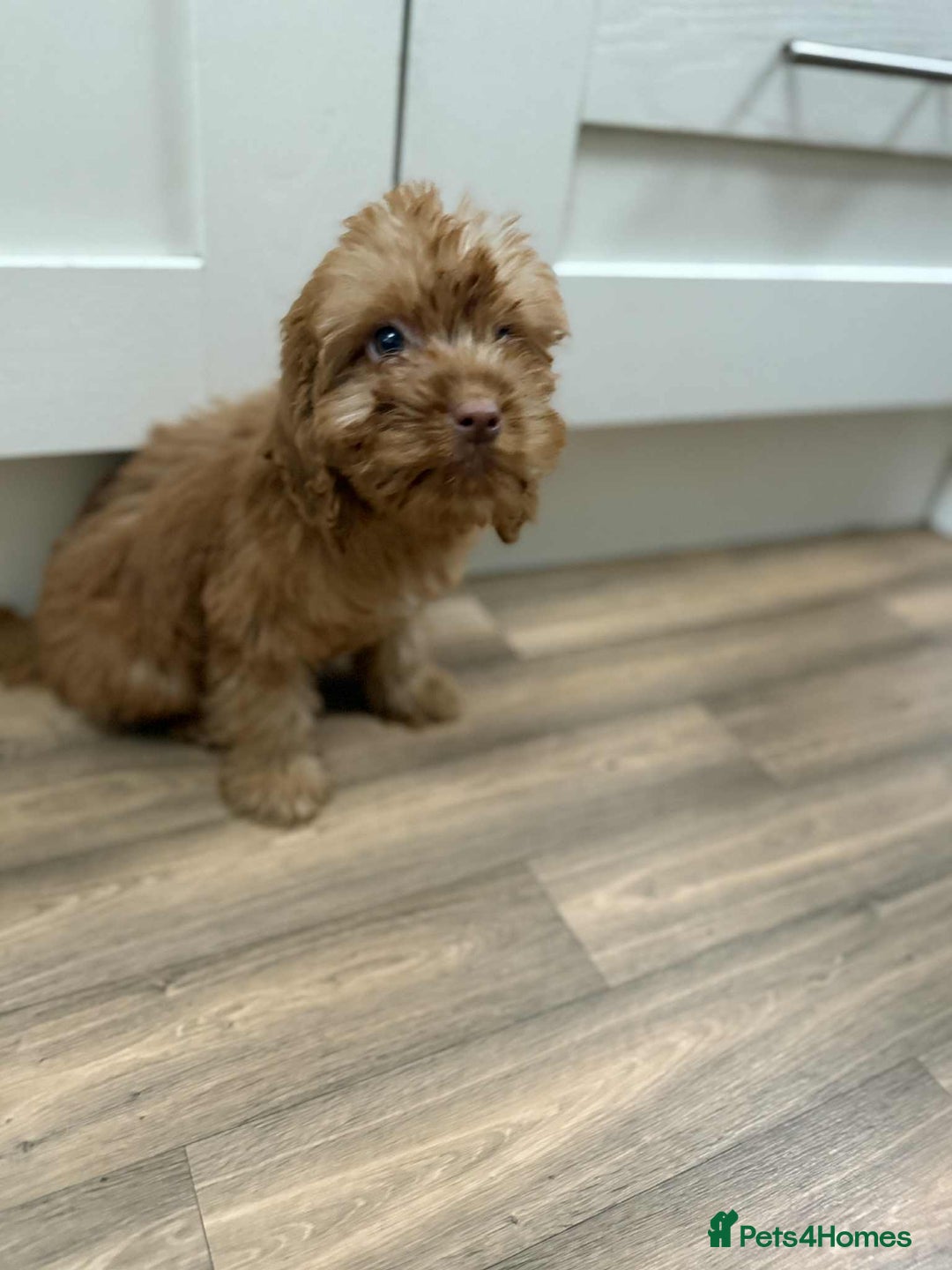 Cockapoo dogs for sale: Rehomed biscuits looking for 5*home - Image 3