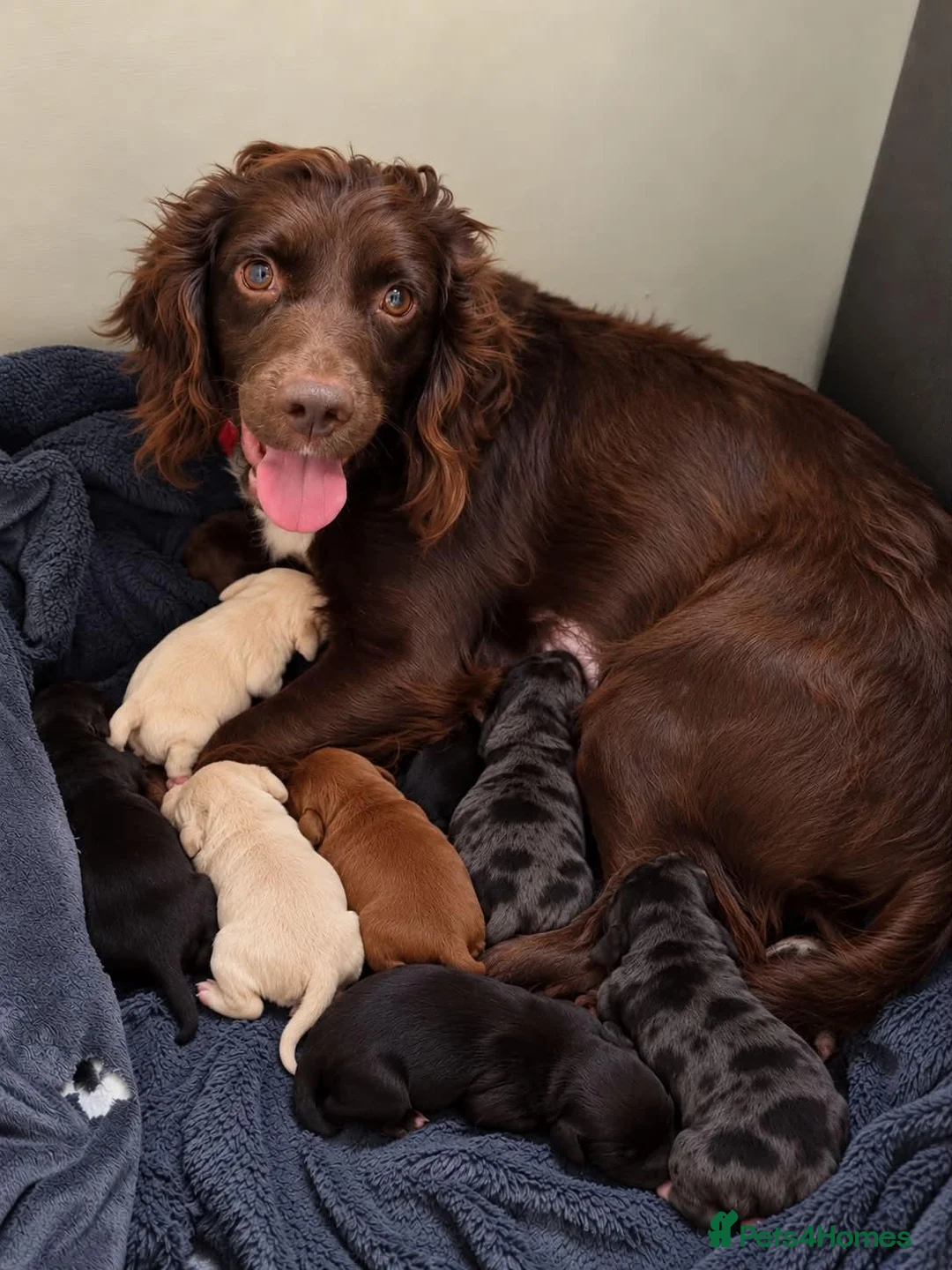 Cockapoo dogs for sale: Beautiful f1 merle cockerpoo  - Advert 2
