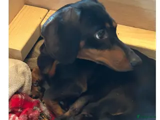 Miniature Dachshund dogs Miniature Dachshund Smooth Hair Puppies - Advert 1