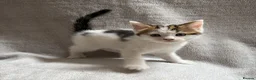 Mixed Breed cats for sale: Adorable Kittens Looking for Their Forever Home - Advert 5