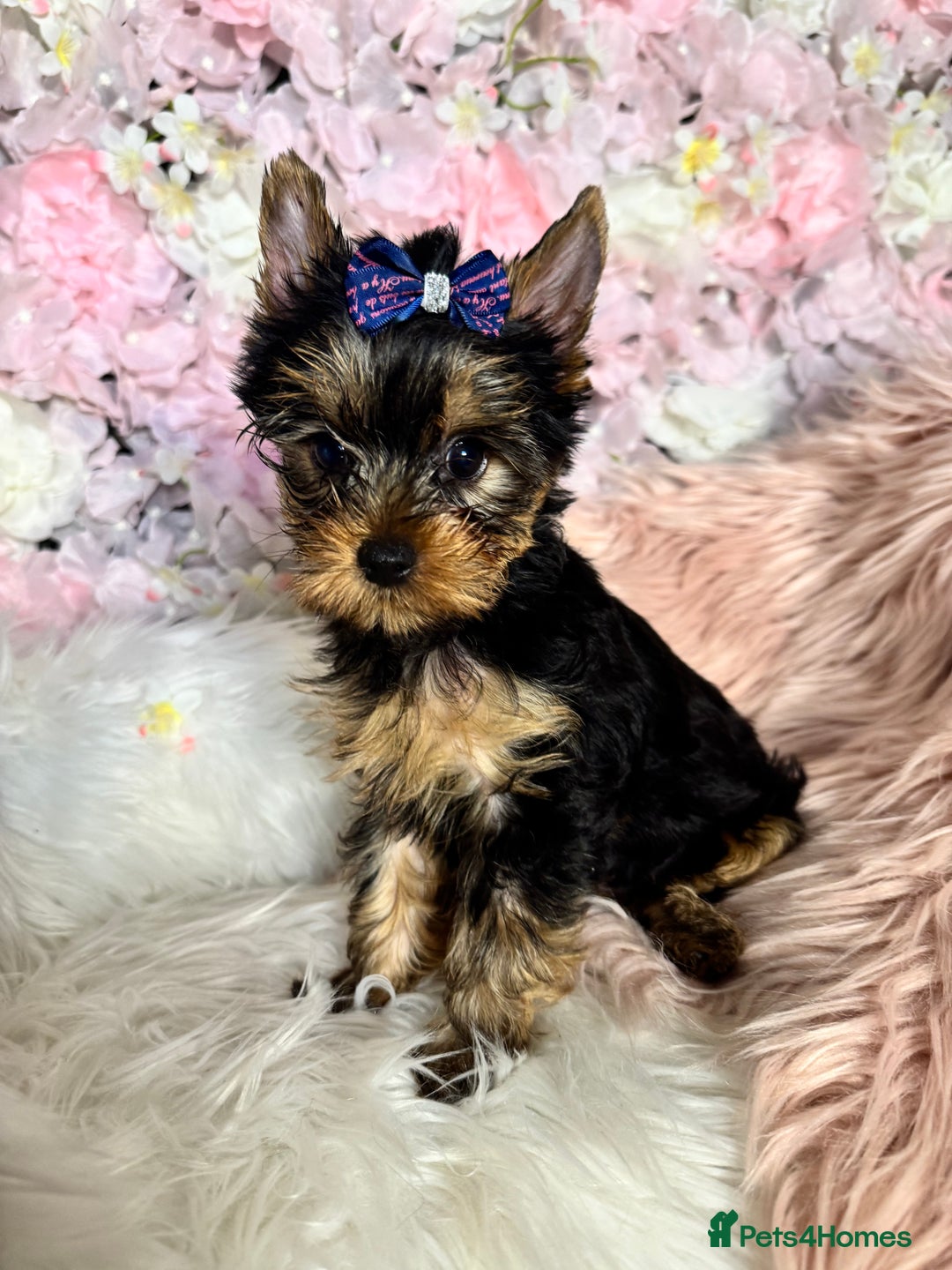 Yorkshire Terrier dogs for sale: ❗️BIG SALE THIS WEEKEND ❗️£2000 - £1500! in Johnstone - Image 14