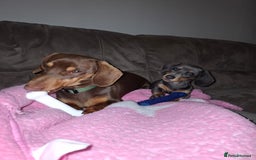 Miniature Dachshund dogs for sale: 2 miniature dachshund brothers different littters - Advert 2