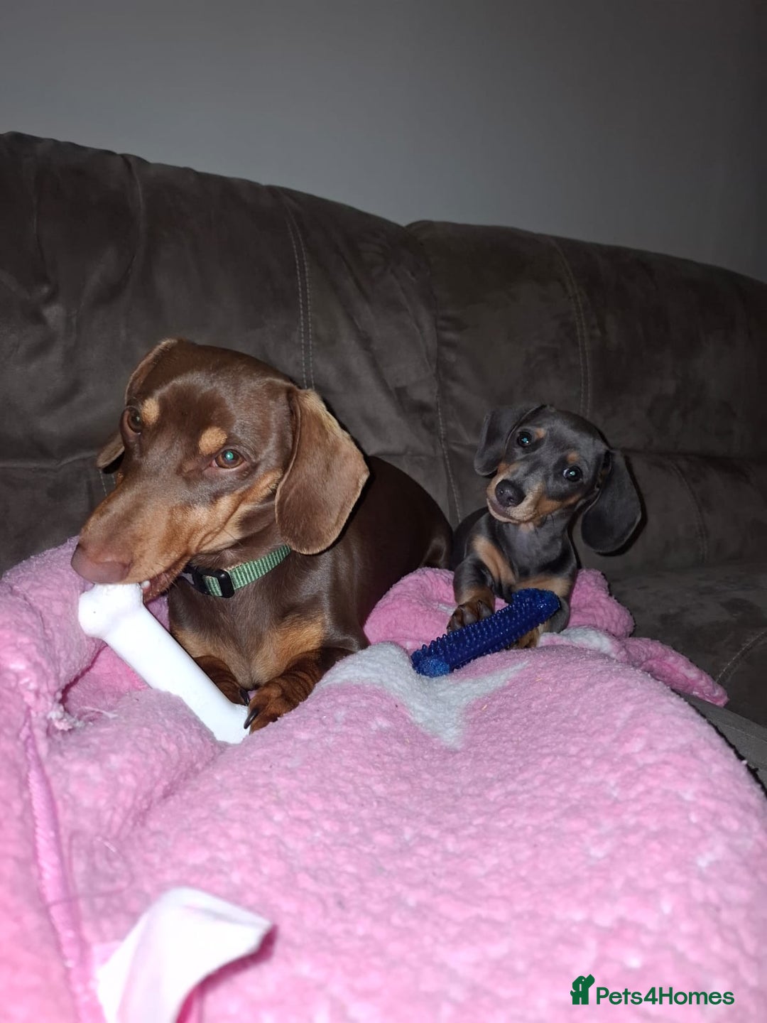 Miniature Dachshund dogs for sale: 2 miniature dachshund brothers different littters - Advert 2