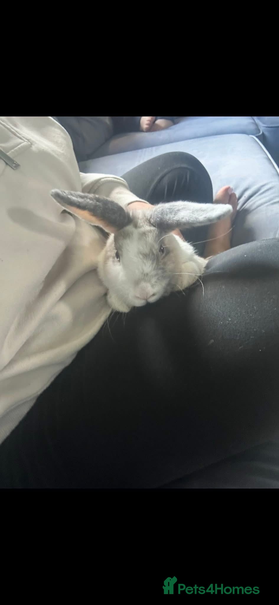 Rex rabbits Male grey and white  - Advert 2