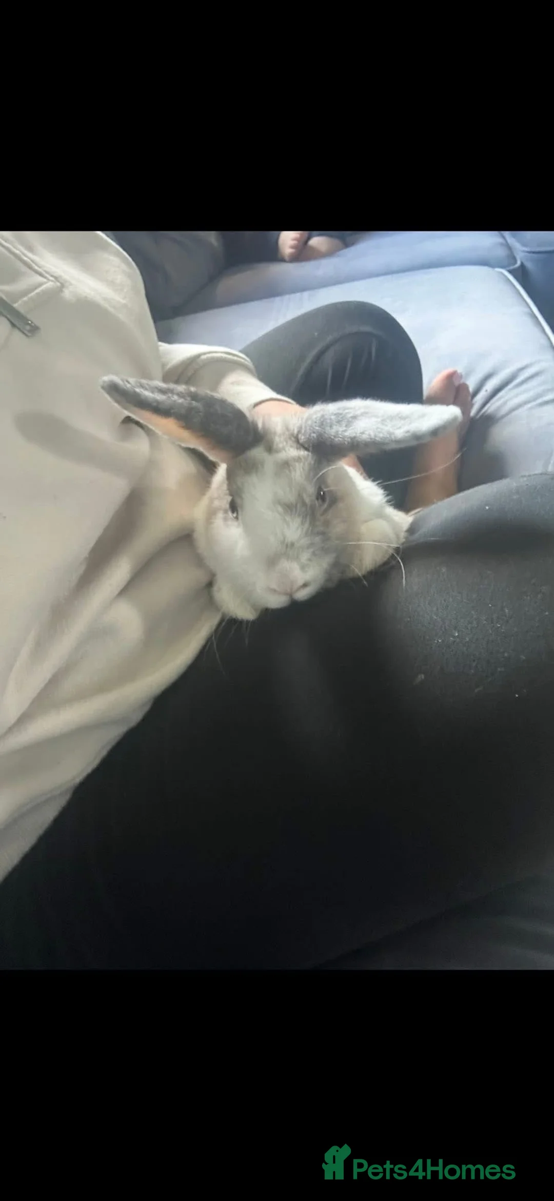 Rex rabbits for sale: Male grey and white  - Advert 1
