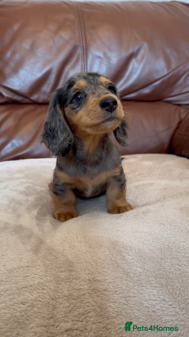 Miniature Dachshund dogs One little long haired boy left  - Advert 9