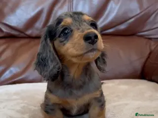 Miniature Dachshund dogs One little long haired boy left - Advert 9