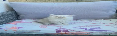 Persian Kitten 3