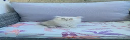 Persian cats for sale: Pure Persian silver chinchilla - Advert 2