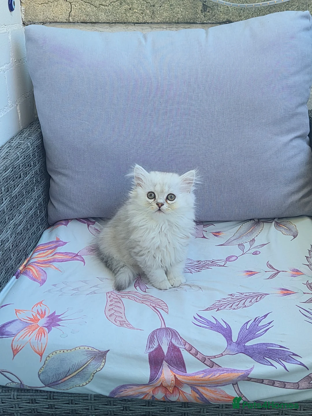 Persian cats for sale: Pure Persian silver chinchilla - Advert 2