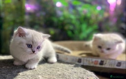 Scottish Fold cats for sale: TICA Full Pedigree kitten available  - Image 27