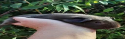 Guinea Pig rodents for sale: Guinea pig baby boys. - Advert 4