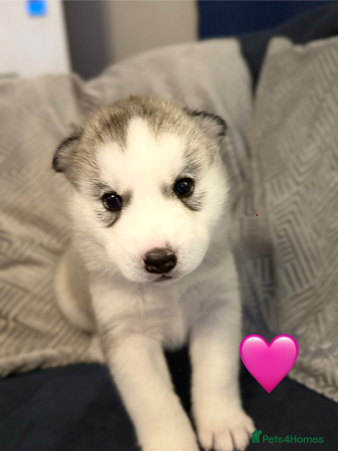 Siberian Husky dogs for sale: Fluffy Siberian Husky Puppies  - Image 7