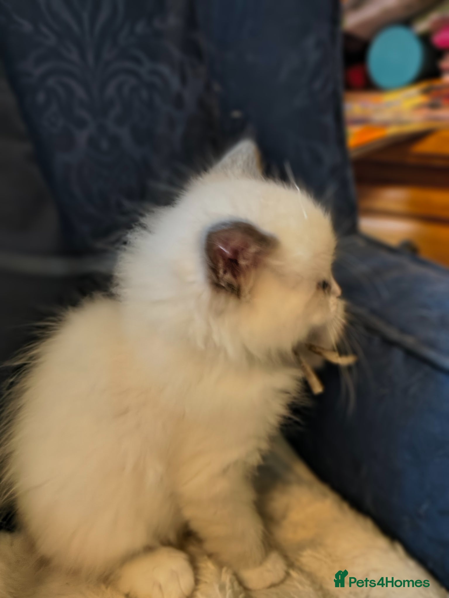 Ragdoll cats for sale: Blue mitted Ragdoll kittens - Advert 9