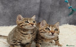 Bengal cats for sale: 🔥Stunning Bengal Kittens last little girl left 🔥 - Image 10