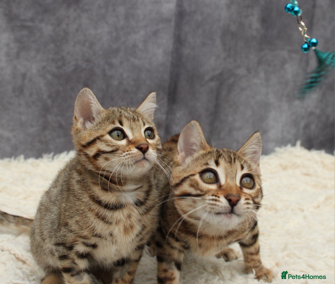 Bengal cats for sale: 🔥Stunning Bengal Kittens last little girl left 🔥 - Image 10