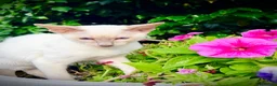 Siamese cats for sale: Stunning GCCF Siamese & Oriental Kittens - Advert 11