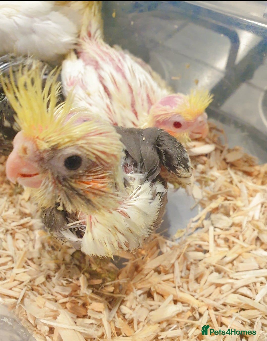 Cockatiels birds 2 resvd*3 hand reared baby cockatiels in Plymouth  - Advert 17