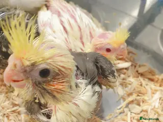Cockatiels birds *NEW babies*hand reared cockatiels*new available* - Advert 1