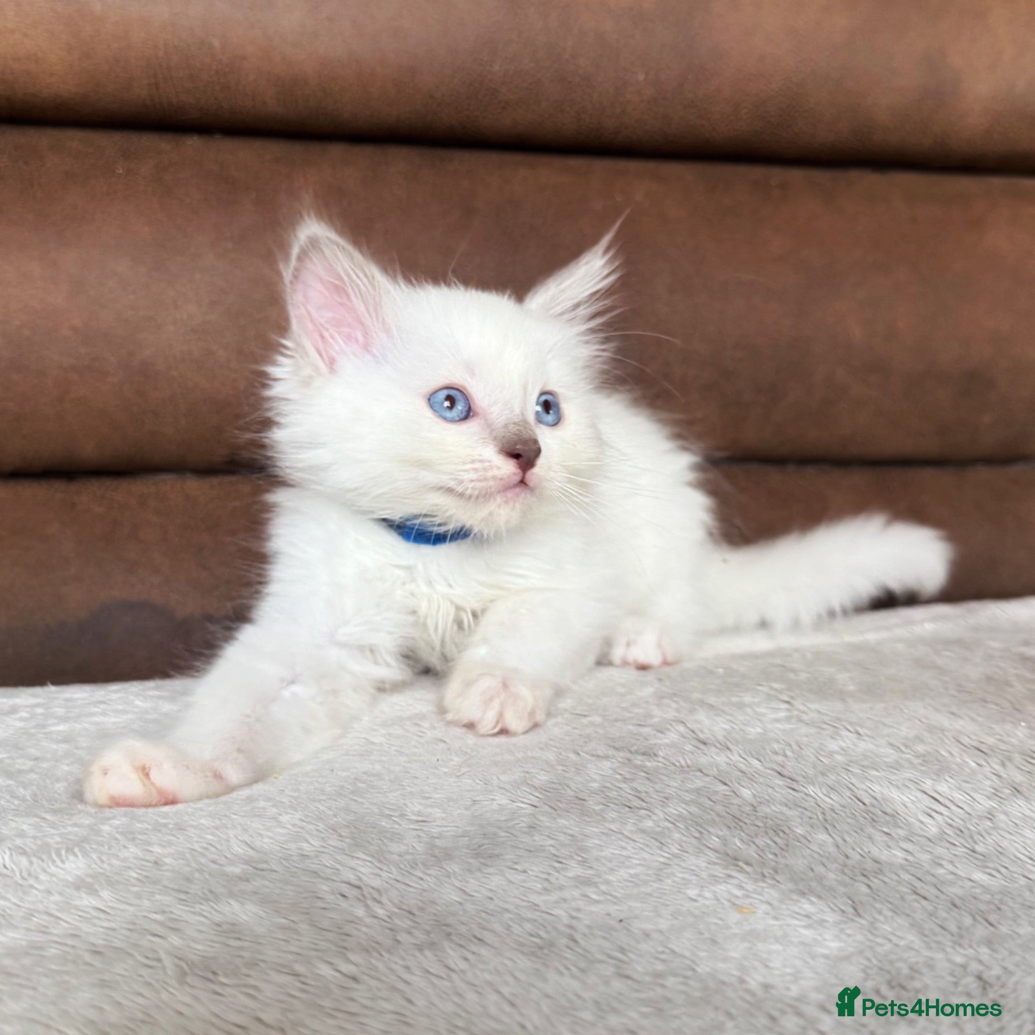 Ragdoll cats Pedigree ragdoll kittens - Advert 5