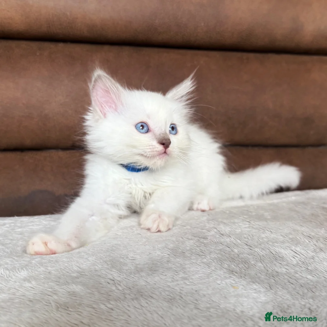 Ragdoll cats for sale: Pedigree ragdoll kittens - Advert 1