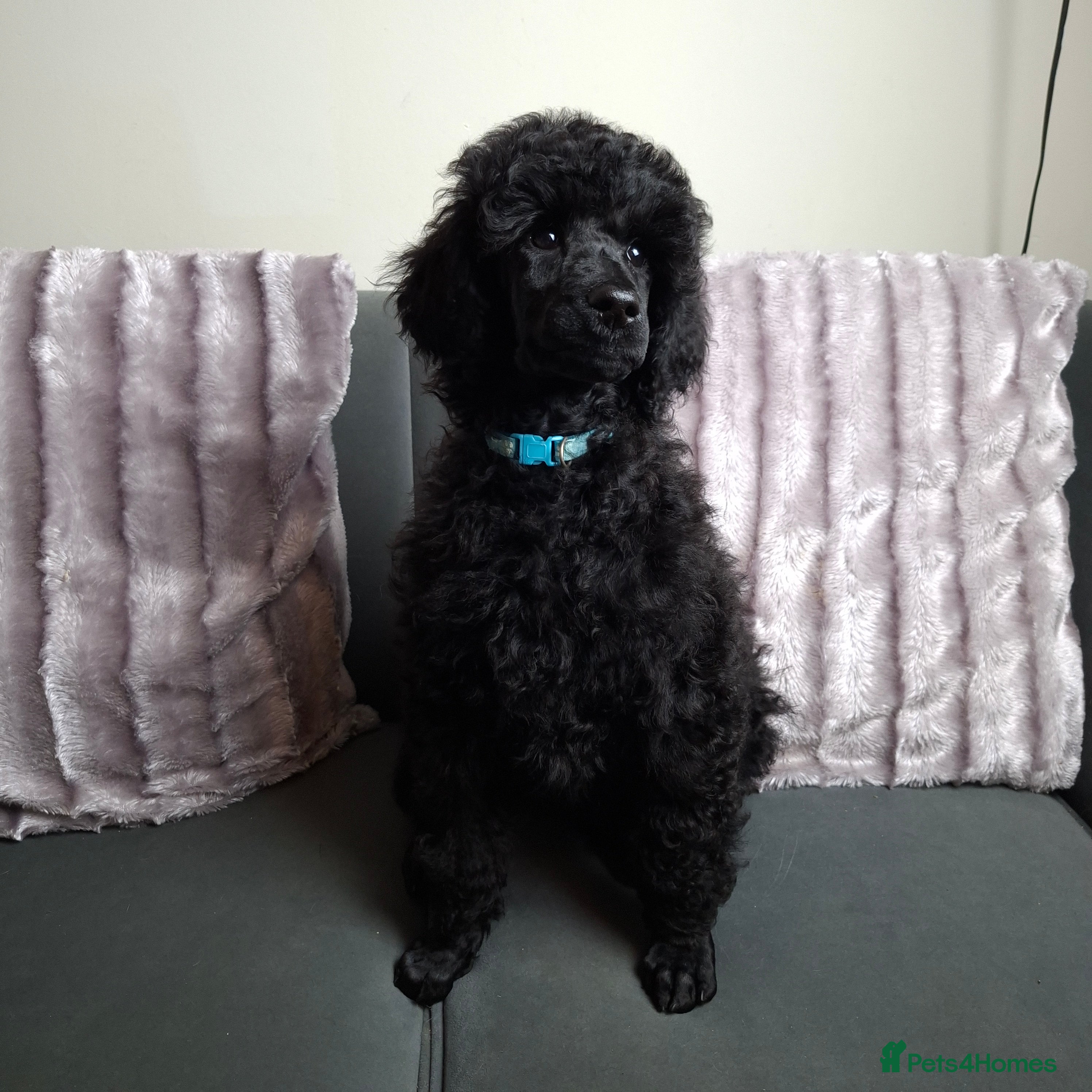 Standard Poodle dogs Exceptional Health Tested Parents 1 Girl Availabe - Advert 1