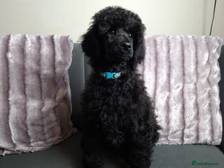 Standard Poodle dogs Exceptional Health Tested Parents 1 Girl Availabe - Advert 4