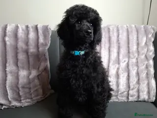 Standard Poodle dogs Exceptional Health Tested Parents 1 Girl Availabe - Advert 3