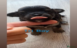 Chihuahua dogs for sale: KC Champion Lines Miniature Chihuahua Puppies - Image 14