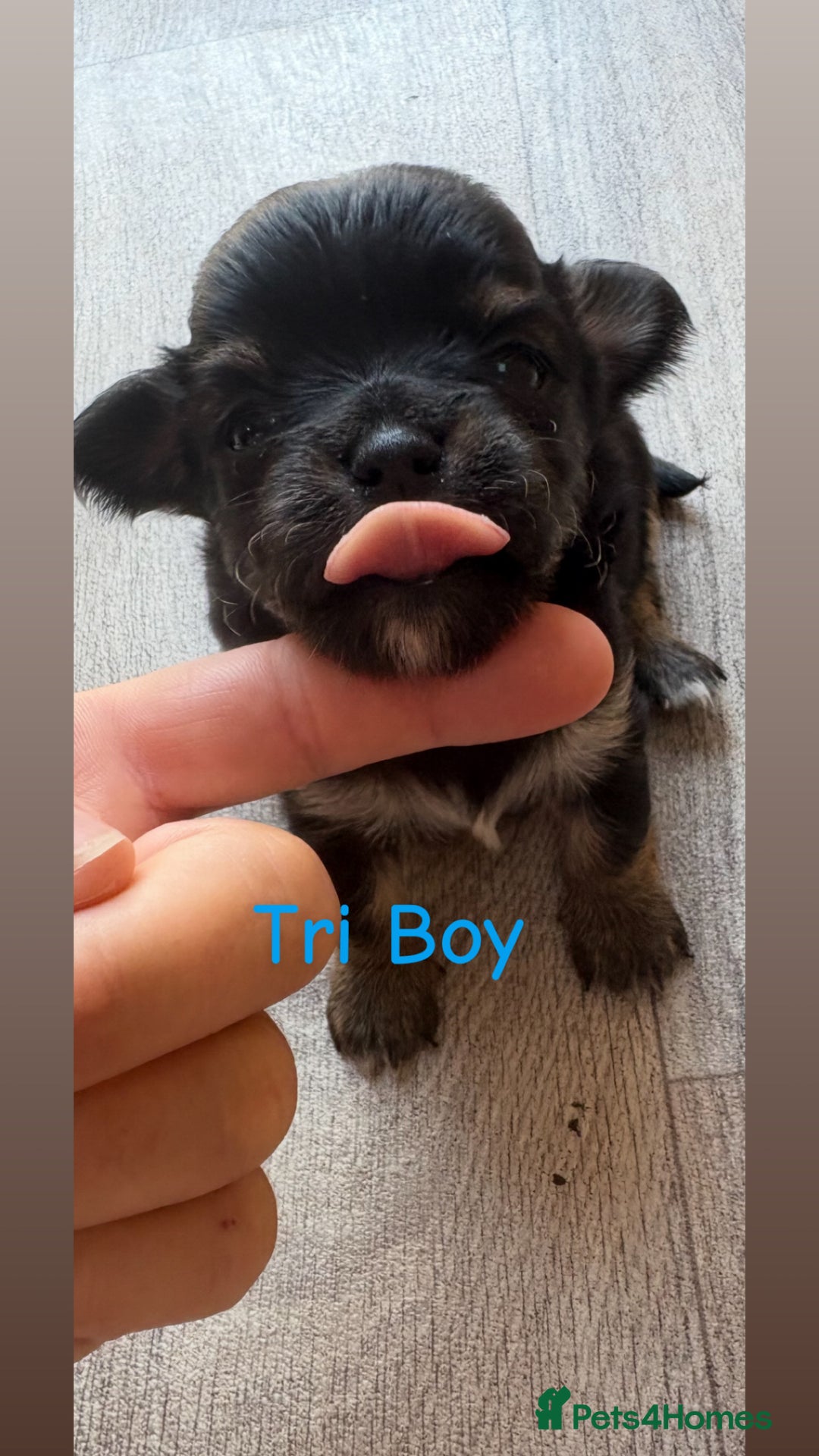 Chihuahua dogs for sale: KC Champion Lines Miniature Chihuahua Puppies - Image 14