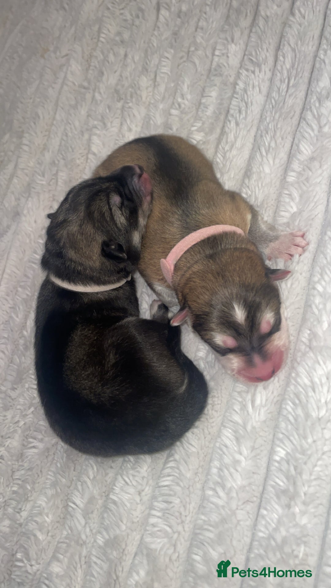 Siberian Husky dogs for sale: Husky pups - Advert 4