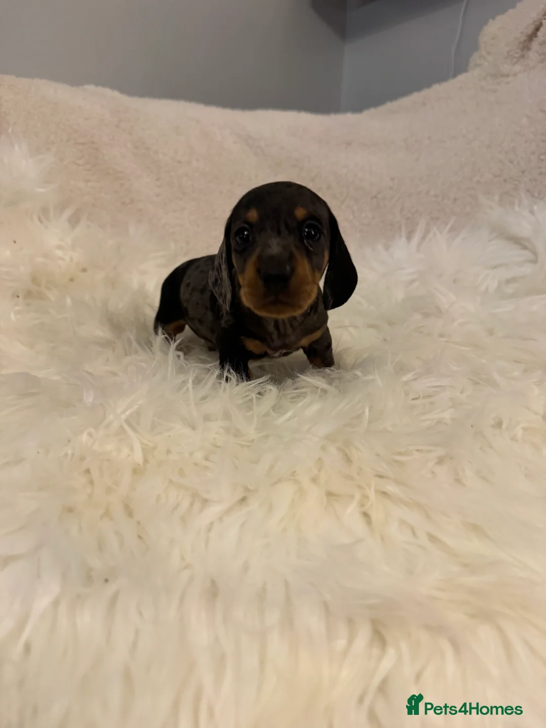 Miniature Dachshund dogs for sale: KC registered Miniature Dachshund puppies - Advert 6