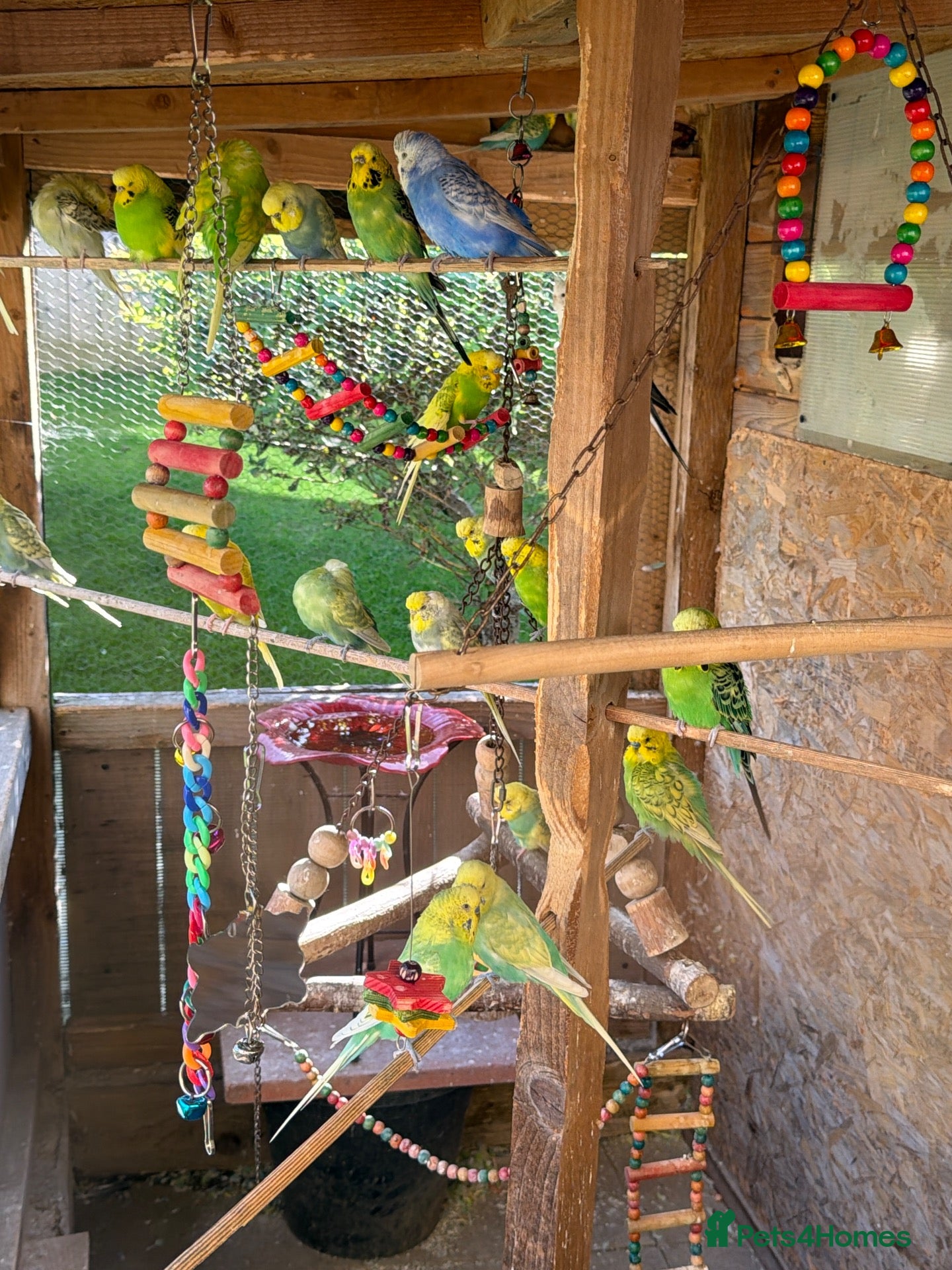 Budgerigars birds Mixed budgies  - Advert 2