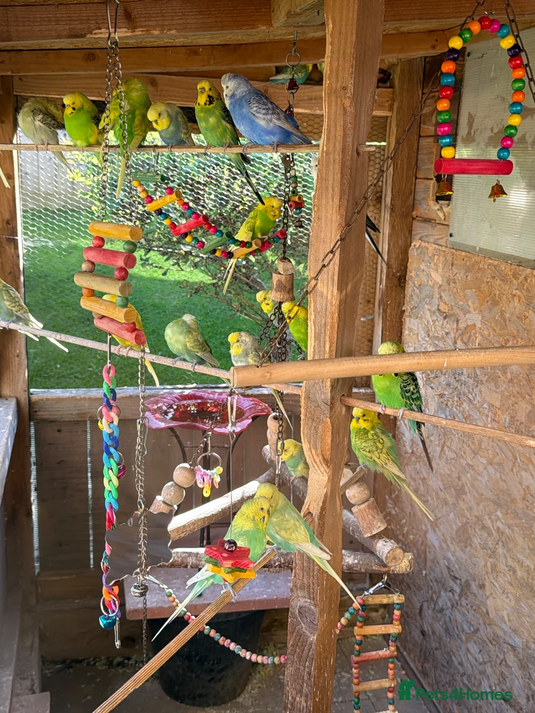 Budgerigars birds for sale: Mixed budgies  - Advert 1