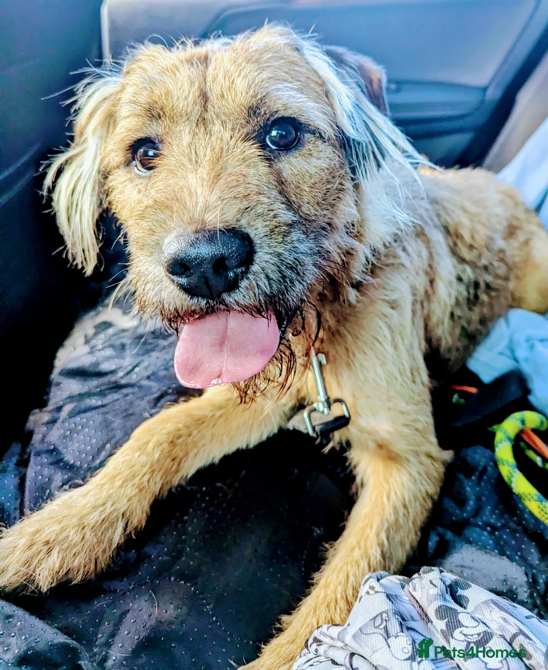 Mixed Breed dogs for sale: Charlie needs forever home - Advert 4