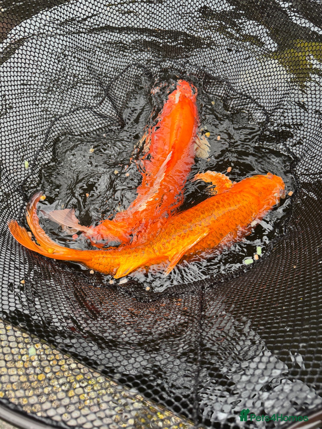 Koi Carp fish for sale: Selection of Koi, Goldfish and sturgeon - Image 2