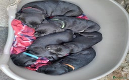 Patterdale Terrier dogs for sale: Patterdale Pups  - Image 4