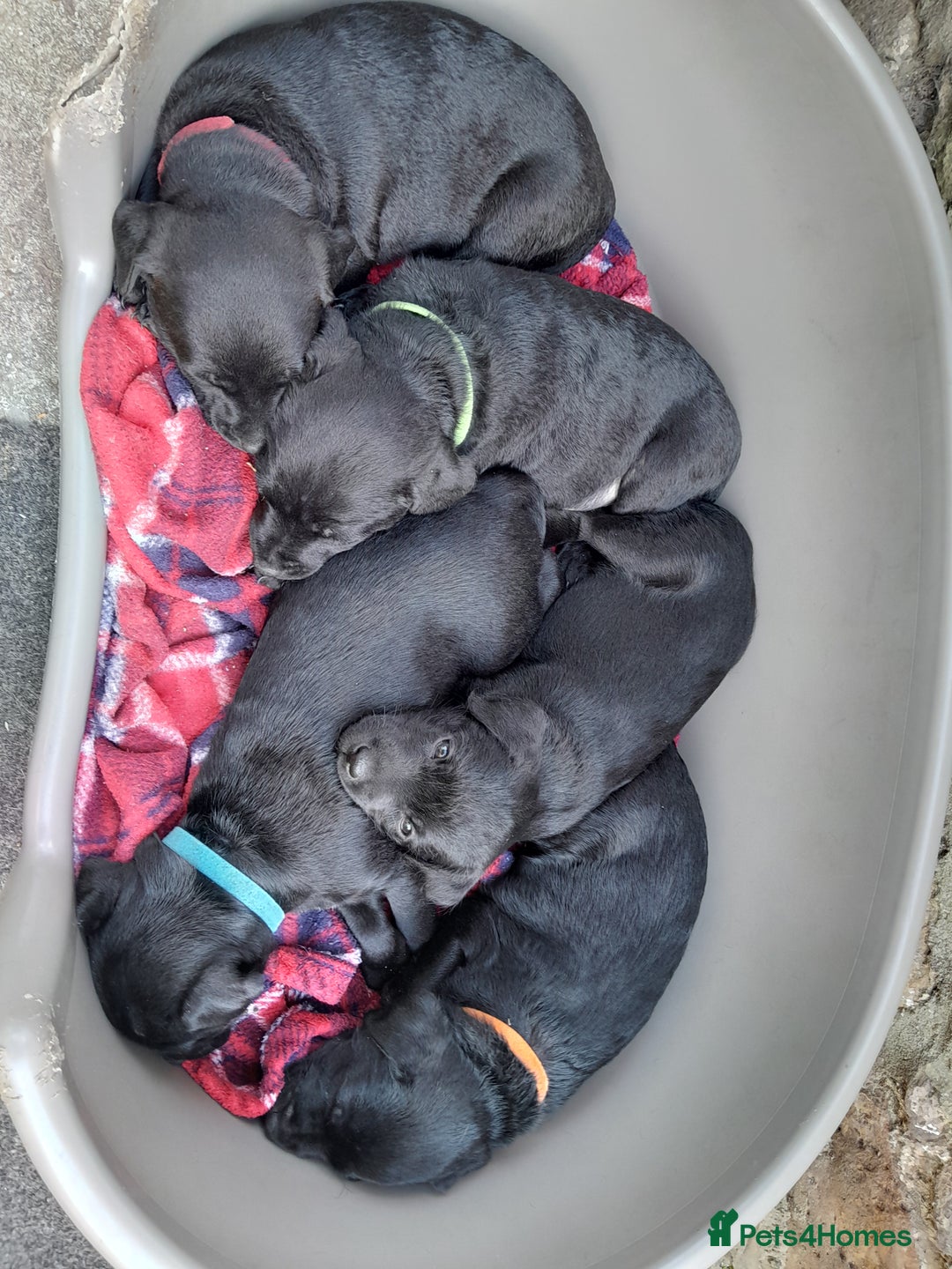 Patterdale Terrier dogs for sale: Patterdale Pups  - Image 4